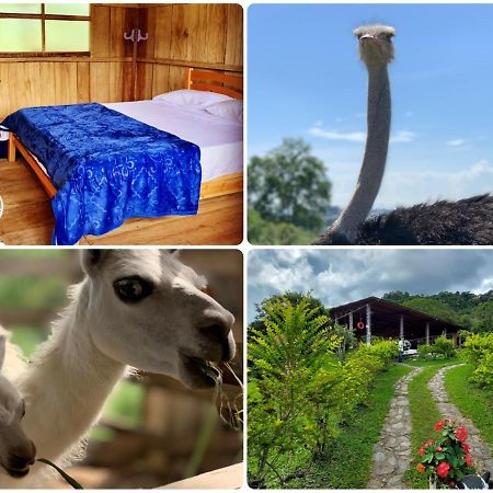 Finca Ecoparaiso Ibagué Kültér fotó