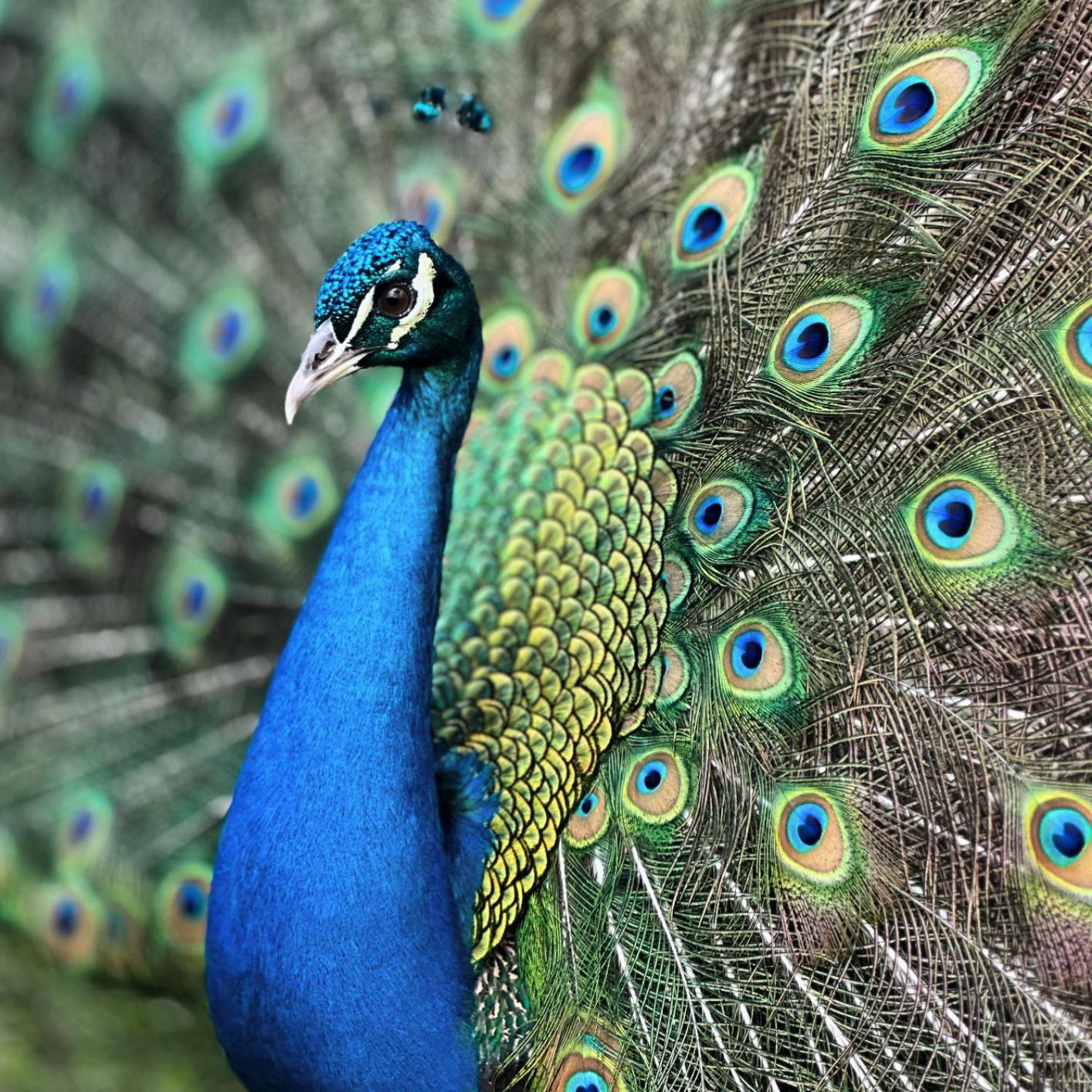 Finca Ecoparaiso Ibagué Kültér fotó